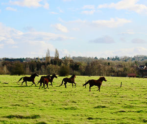 pasture