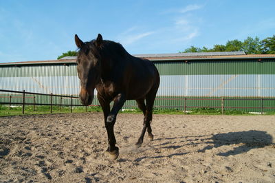 Horse walking in pen