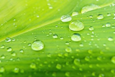 Full frame shot of raindrops on green leaves