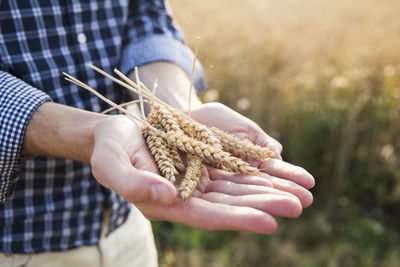 Wheat on mans hands