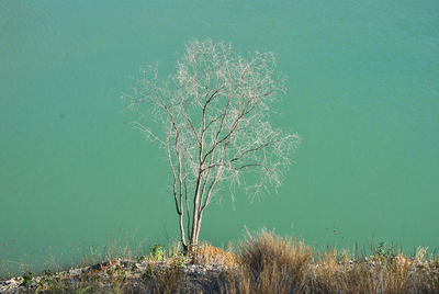 Scenic view of tree by lake