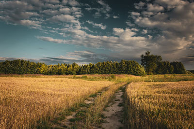 Scenic view of agricultural field against sky