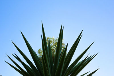 Low angle view of plant against clear blue sky