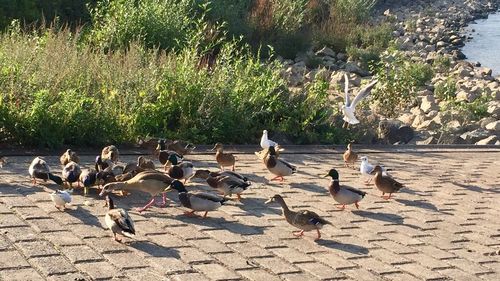 Birds in lake