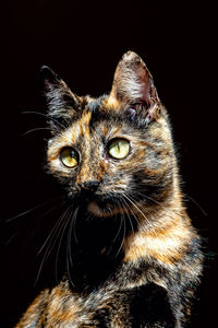 Close-up portrait of a cat