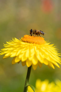 Close-up of insect on yellow flower