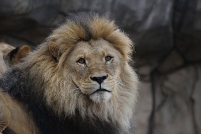 Portrait of lion against rock