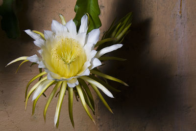 Close-up of white flowers