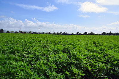 Scenic view of agricultural field against sky