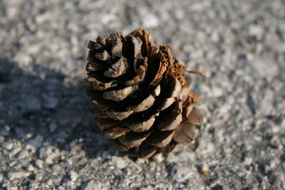 Close-up of pine cone on field
