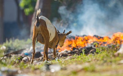 A domestic animal feeding with fire