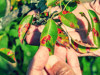 Red dots disease of pear leaves. puccinia recondita spots. gardener shows damage of pear garden.