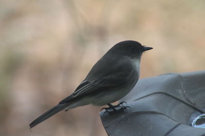 Close-up of bird perching outdoors