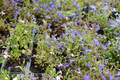 Close-up of purple flowering plants on field