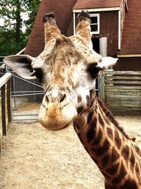 Close-up of giraffe standing outdoors