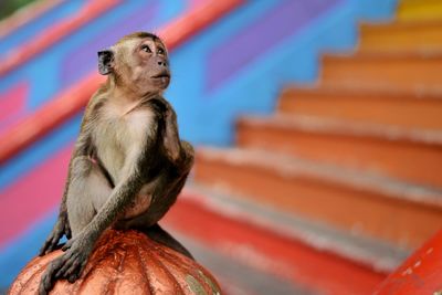 Low angle view of monkey sitting on staircase