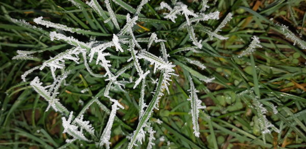 Close-up of snow covered pine tree leaves