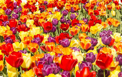 Full frame shot of multi colored tulips