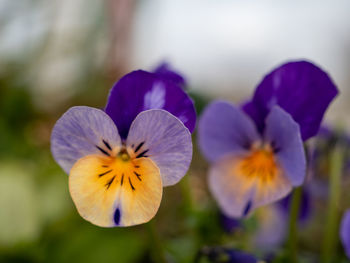 Close-up of purple flower