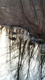 Birds in calm lake