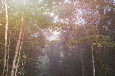 Trees in forest