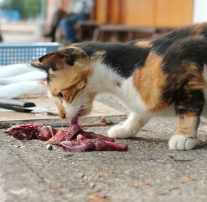 Close-up of cat lying on footpath