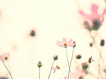 Close-up of pink flowers