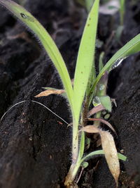 Close-up of caterpillar on plant at field