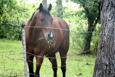 Close-up of horse in ranch