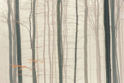 Winter forest photography foggy and snowy