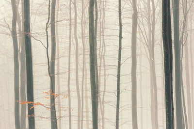 Full frame shot of wooden wall