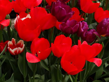 Close-up of red tulips