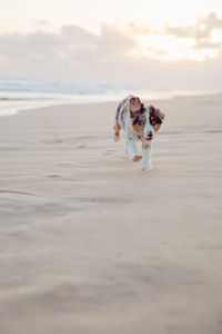Portrait of dog on beach
