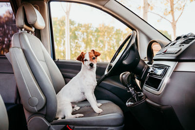 Dog sitting in car