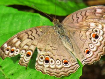 Close-up of butterfly