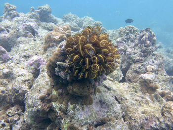 Close-up of coral in sea