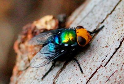 Close-up of insect on leaf