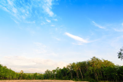 Trees on field against sky