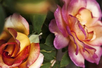 Close-up of pink rose blooming outdoors