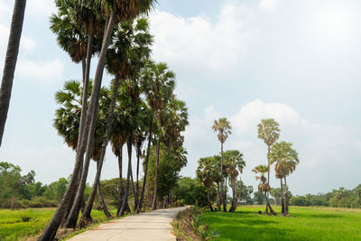 Road amidst trees on field against sky
