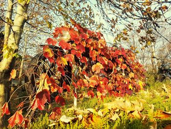 Close-up of autumn tree