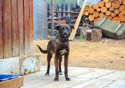 Portrait of dog standing on wood