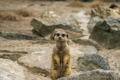 Meerkat on rock at edinburgh zoo