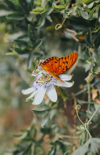 Close-up of butterfly on flower