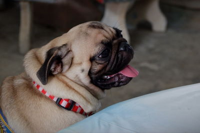 Close-up of a dog