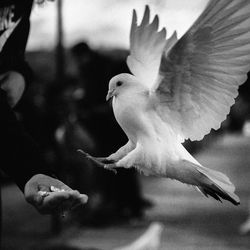 Close-up of a bird flying