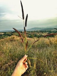 Close-up of hand holding wheat growing on field against sky