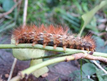 Close-up of caterpillar on plant