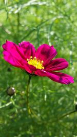 Close-up of pink flower