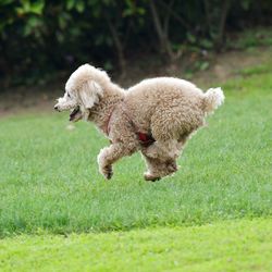 Side view of dog running on field